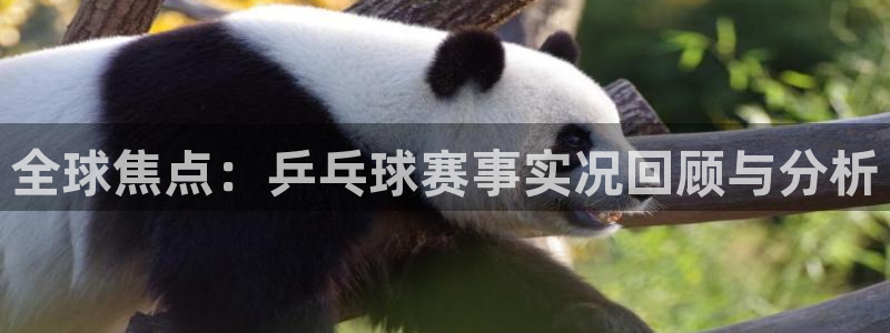 mk体育平台登录入口：全球焦点：乒乓球赛事实况回顾与分析