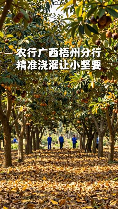 农行广西梧州分行精准浇灌让小坚果长成大产业第一张图