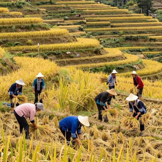 金融活水润云岭 绘就发展新画卷——农发行云南省分行“十四五”时期服务云南高质量跨越式发展纪实 金融活水润云岭 绘就发展新画卷——农发行云南省分行“十四五”时期服务云南高质量跨越式发展纪实第三张图