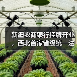 新疆农商银行挂牌开业,西北首家省级统一法人农商行亮相(图2) 新疆农商银行挂牌开业,西北首家省级统一法人农商行亮相(图2)