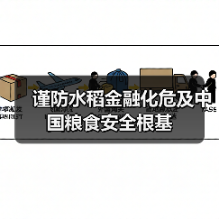 谨防水稻金融化危及中国粮食安全根基（图1）
