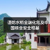 谨防水稻金融化危及中国粮食安全根基（图2）