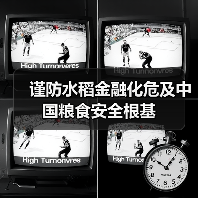 谨防水稻金融化危及中国粮食安全根基(图4) 谨防水稻金融化危及中国粮食安全根基(图4)